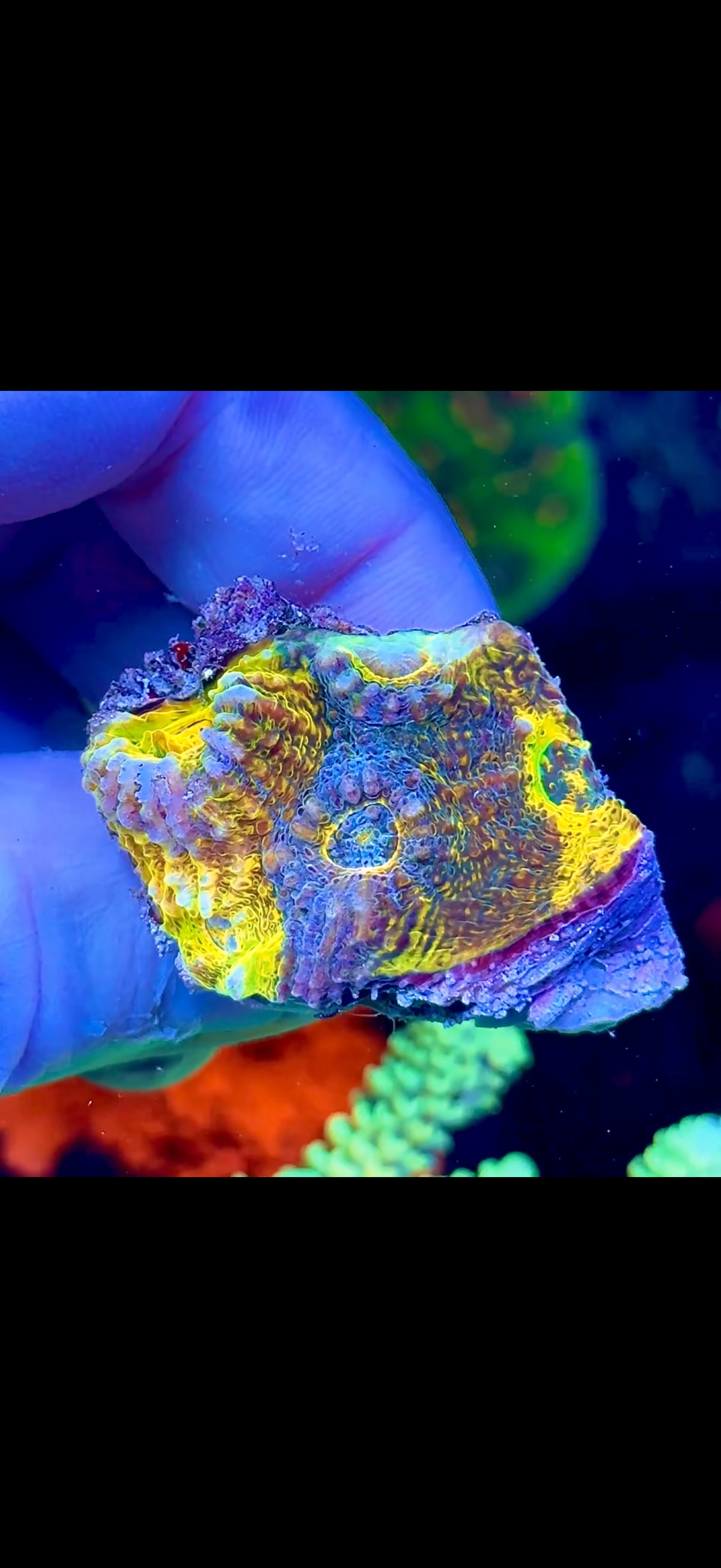 Gold Rainbow Chalice (2)