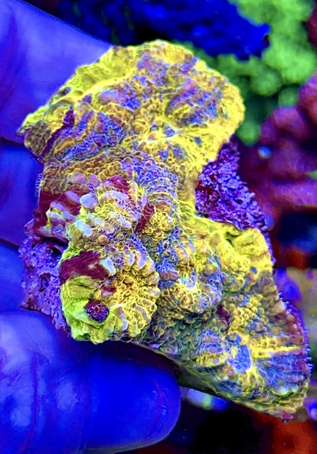 Gold Rainbow Chalice Colony (1)