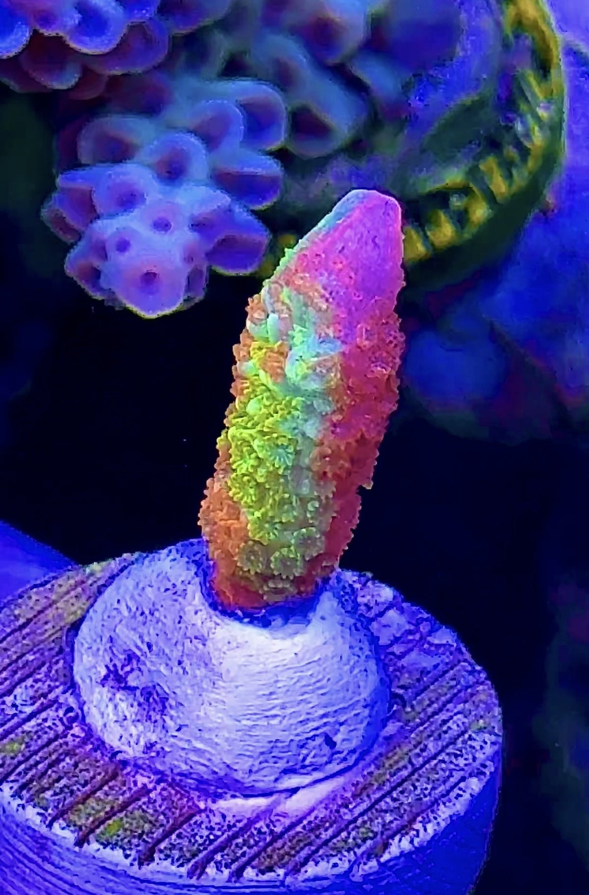 Grafted Digi (2)