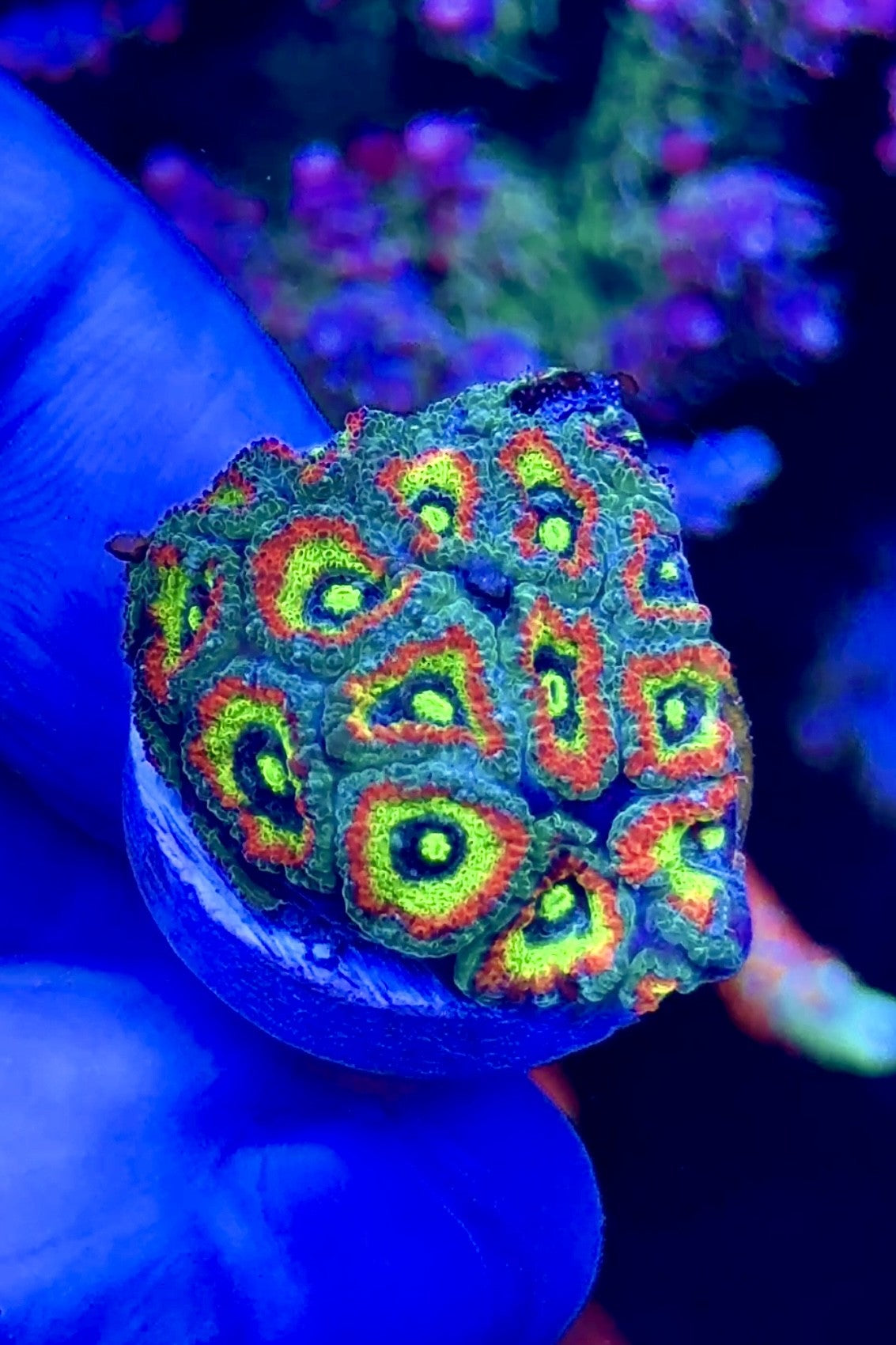 Holy Grail Micromussa (3)