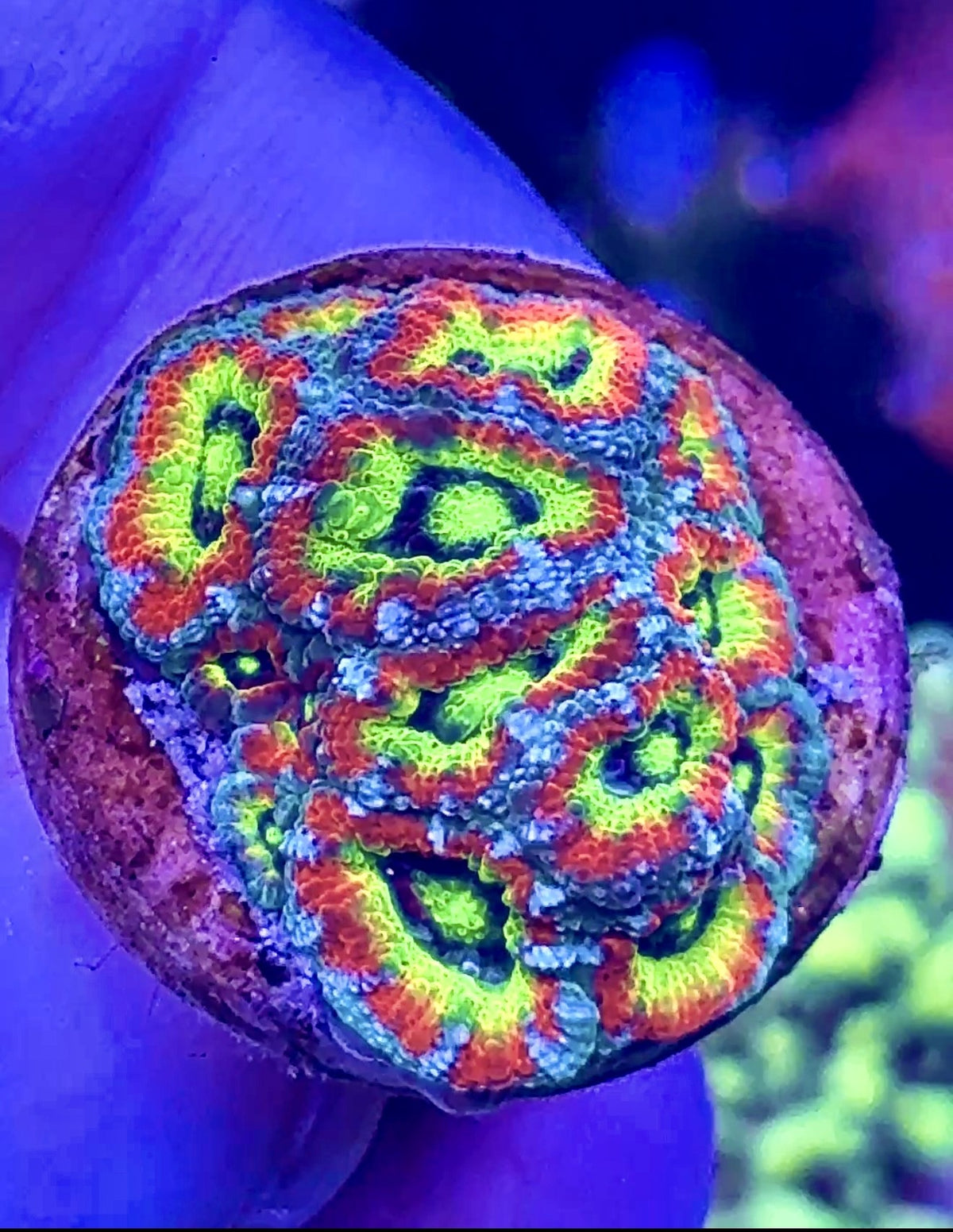 Holy Grail Micromussa (4)