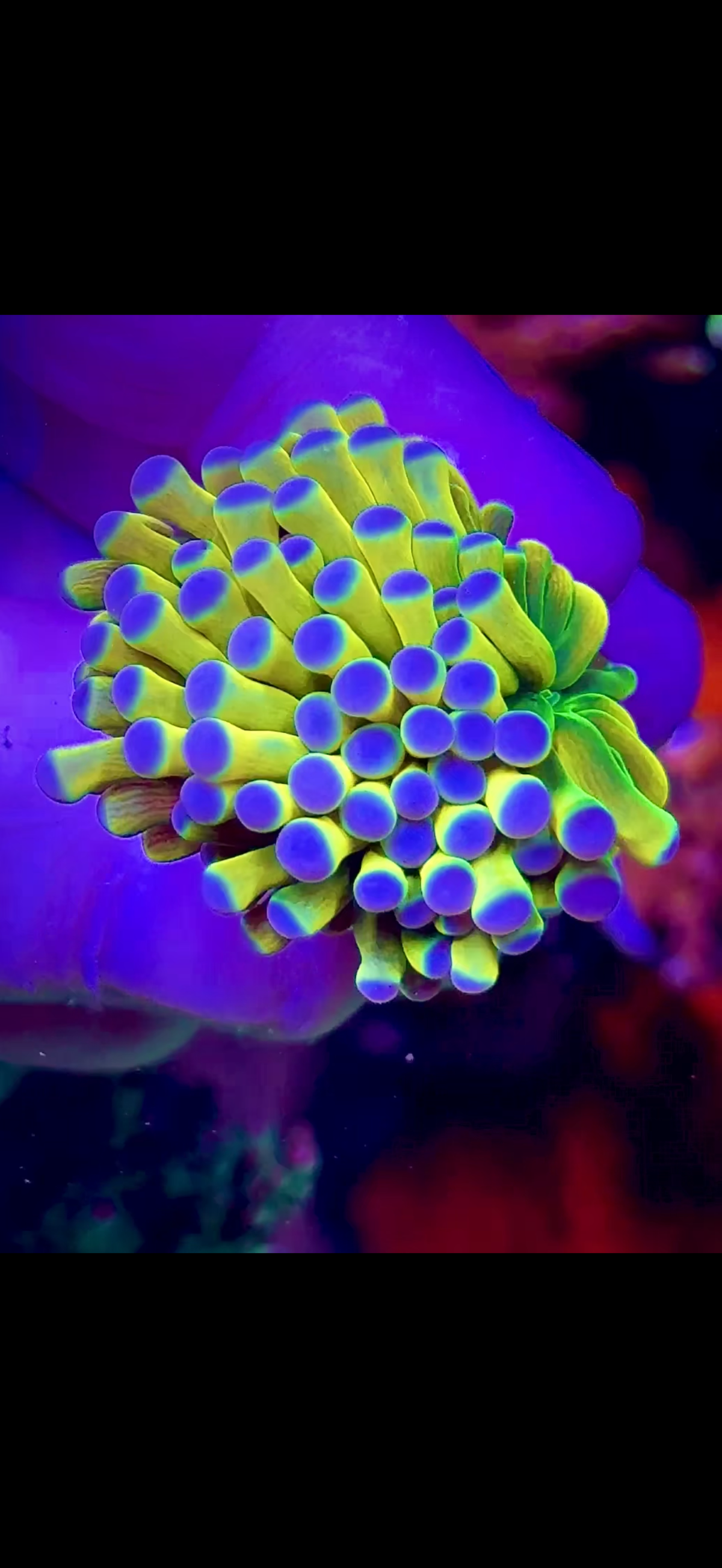 Holy Grail Torch Coral (1)