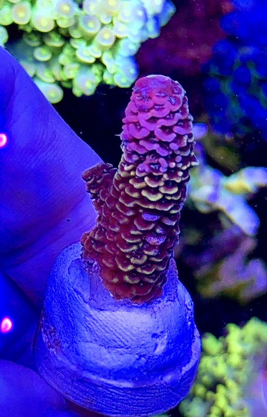 Heisenberg (5)