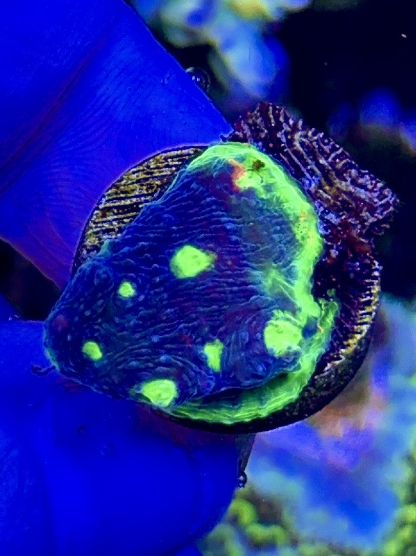 Jellybean Chalice (2)