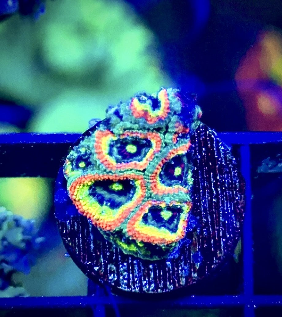 Holy Grail Micromussa (2)