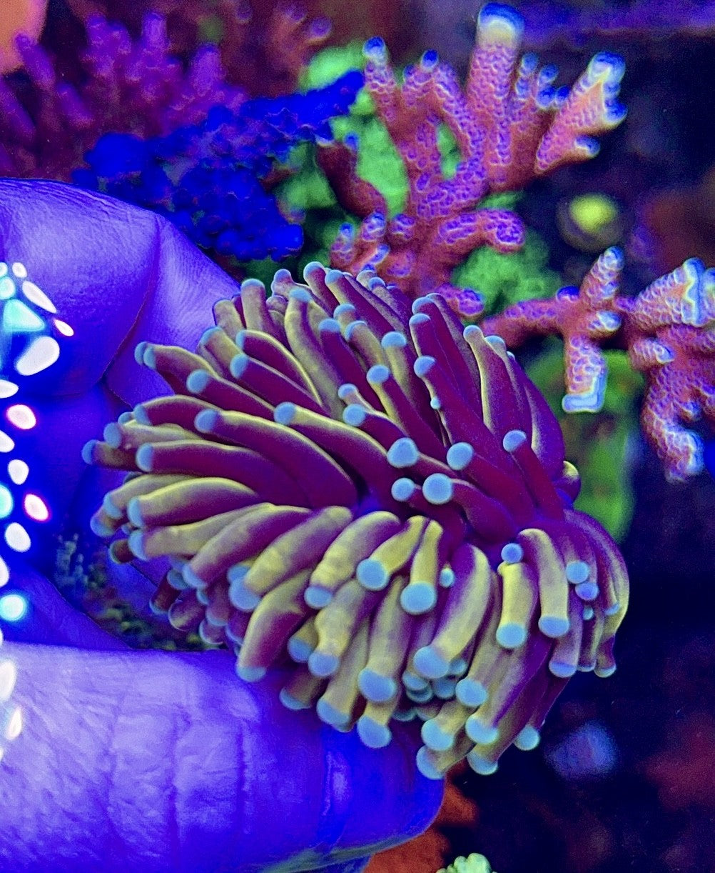 Mint Tip Torch (1)