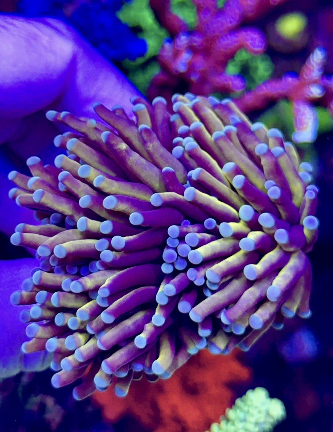 Mint Tip Torch (2)