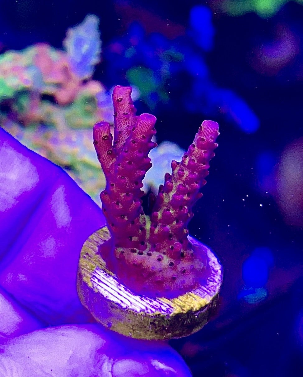 PC Rainbow (5)