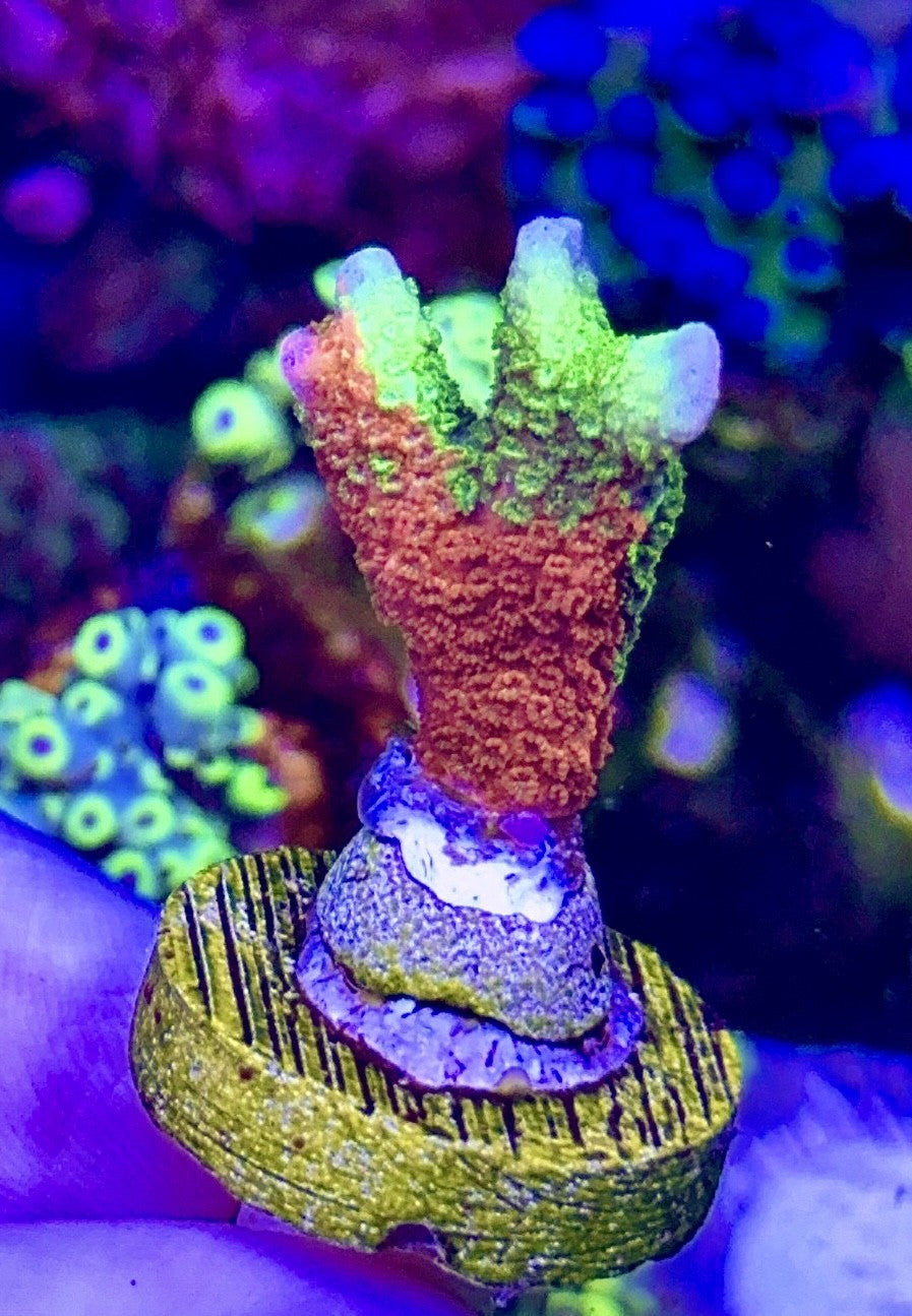 Ultra Pack 8: Grafted Digi; Cherry Bomb; Carolina Reaper; Apricot Smoothie