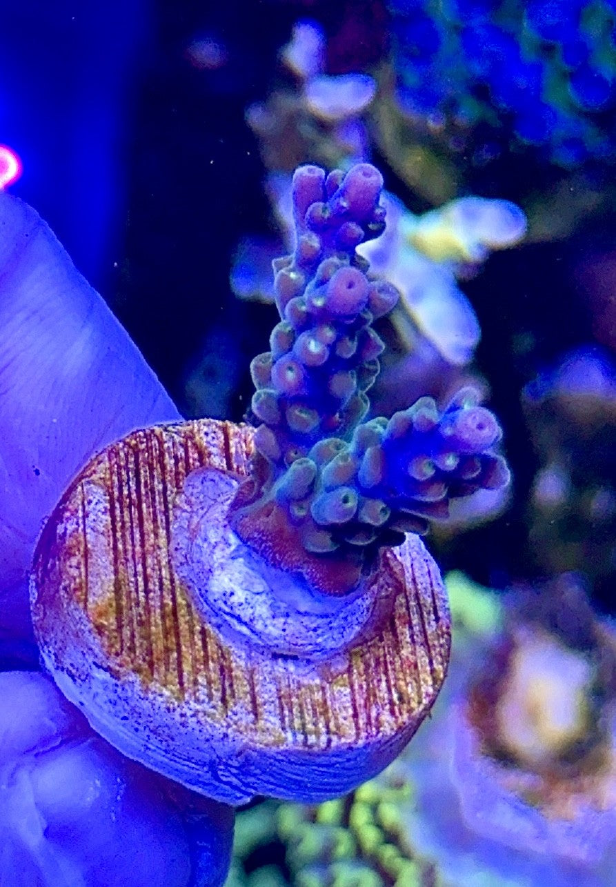 EC Peacock (2)