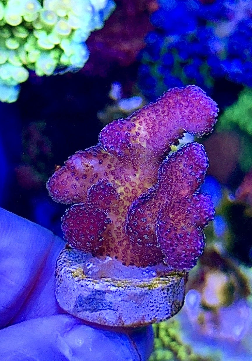 Purple Stylo (1)