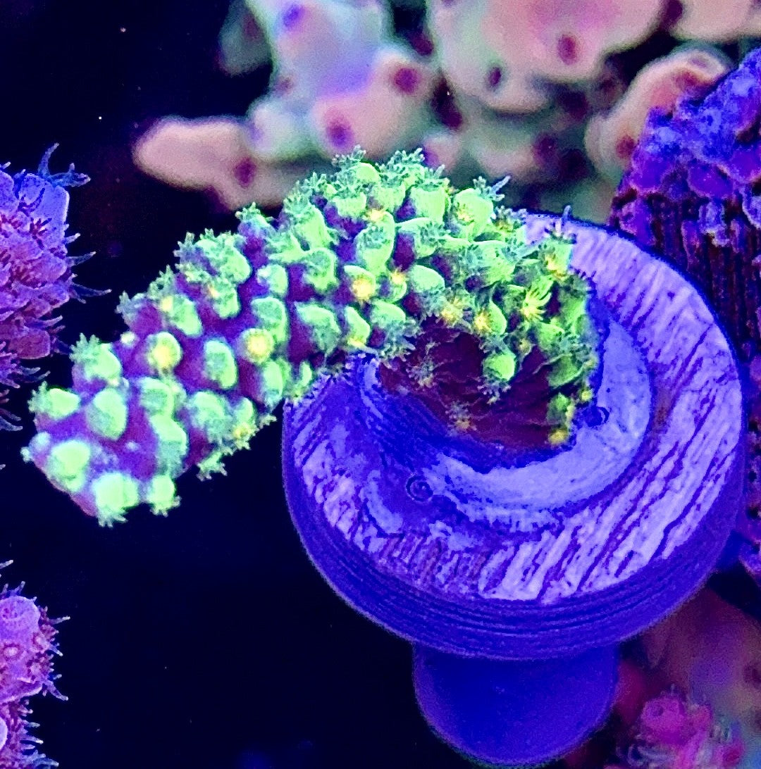 Red Polyp Dallas (1)