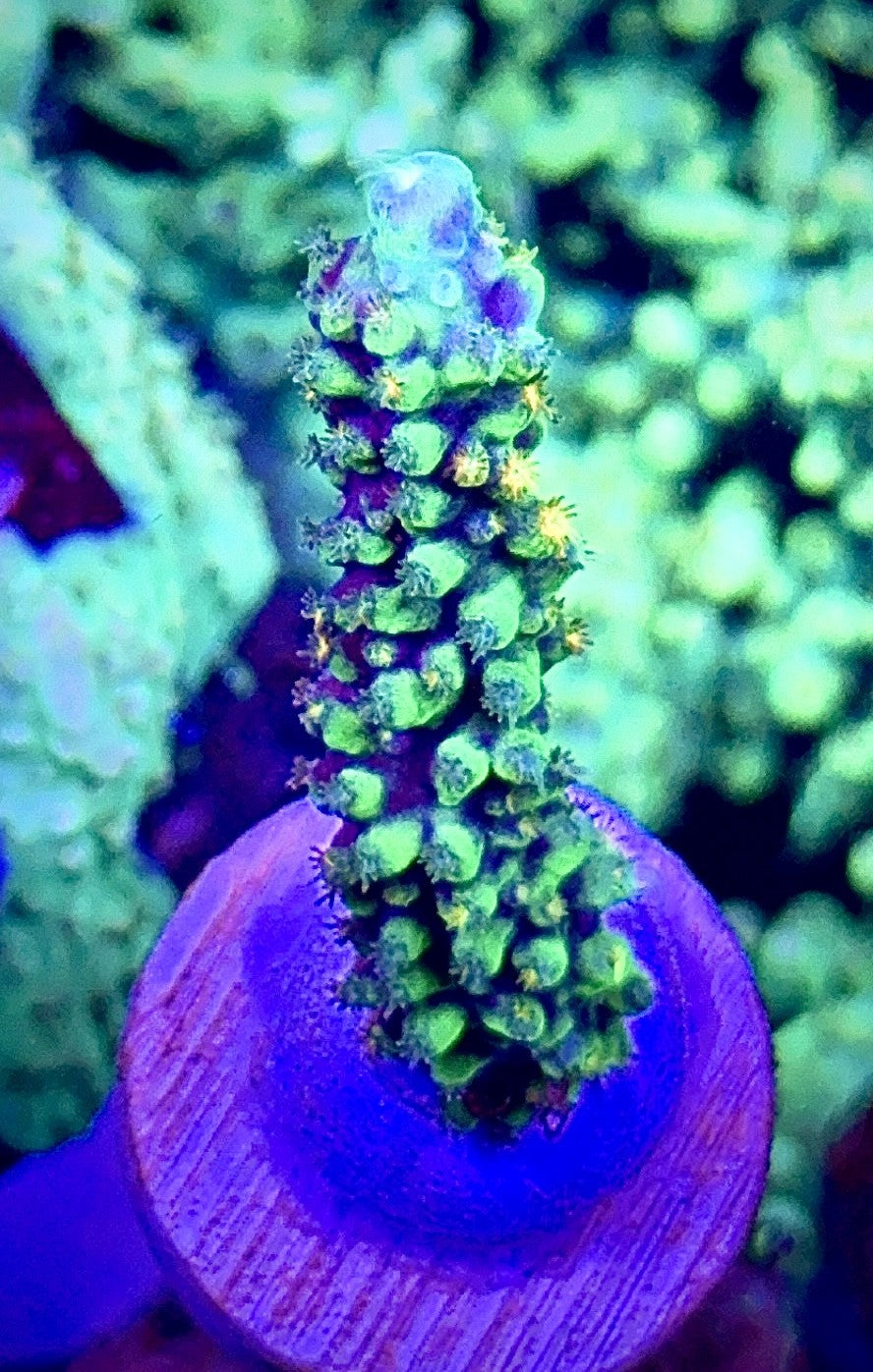 Red Polyp Dallas (2)