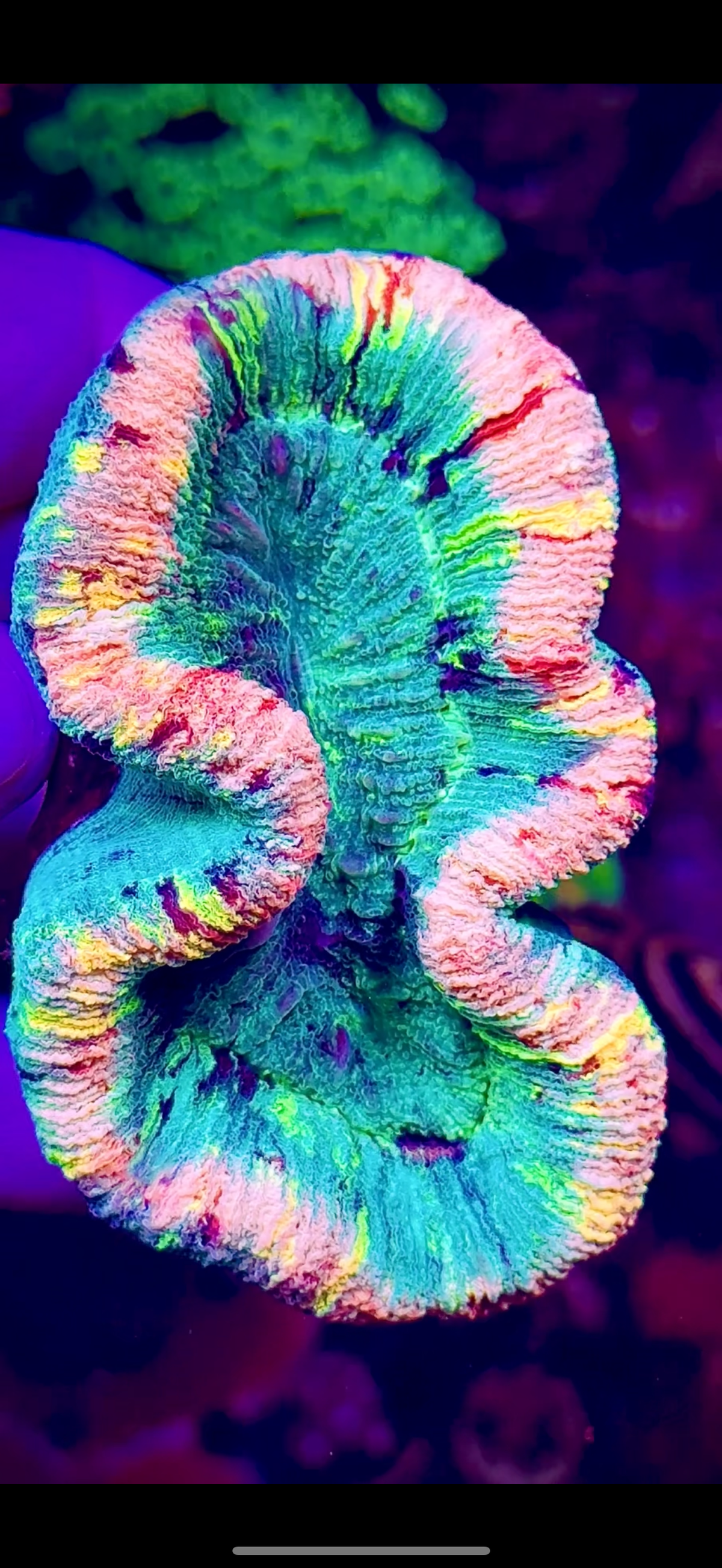 Rainbow Trachy (1)