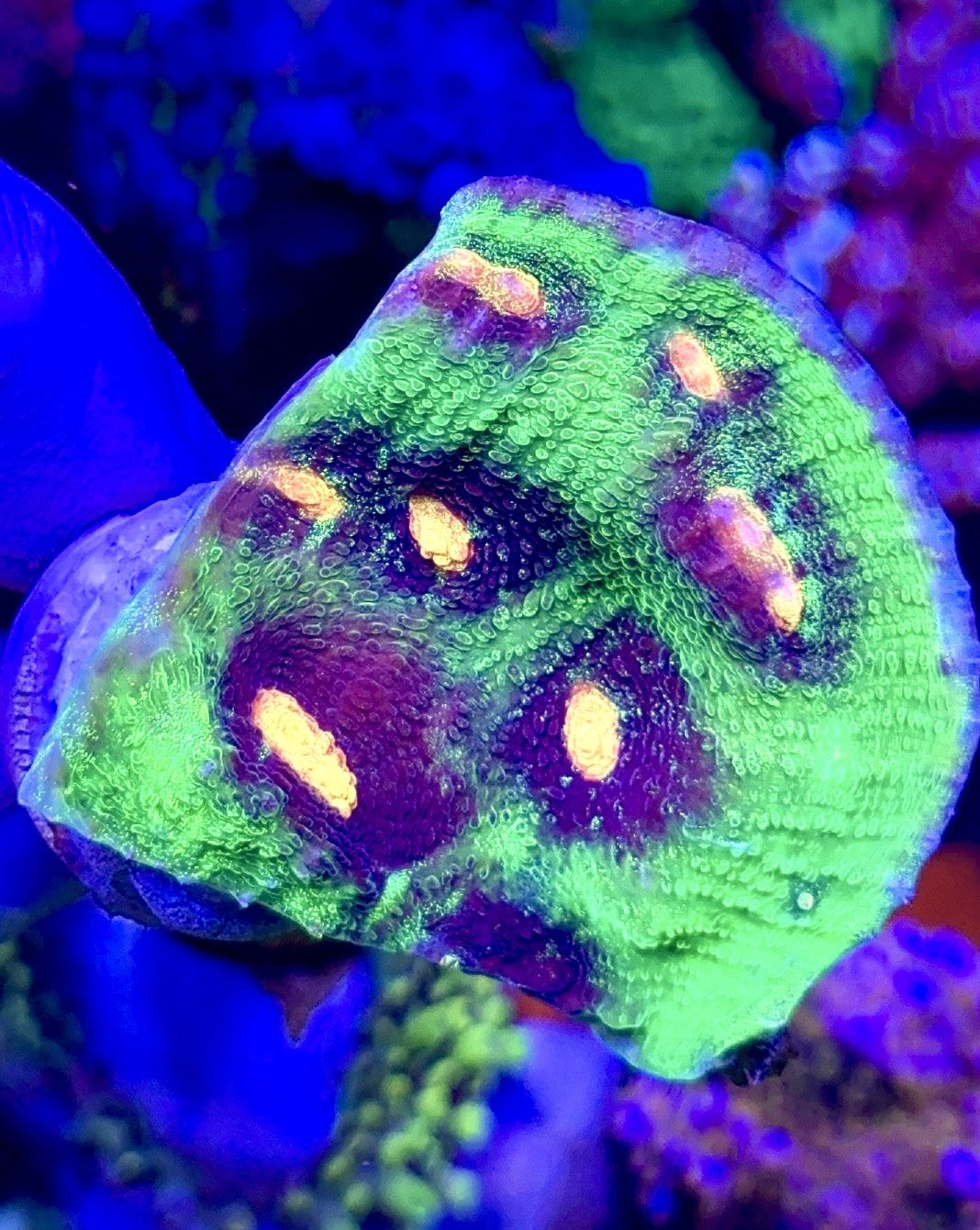 Raja Rampage  Chalice (5)