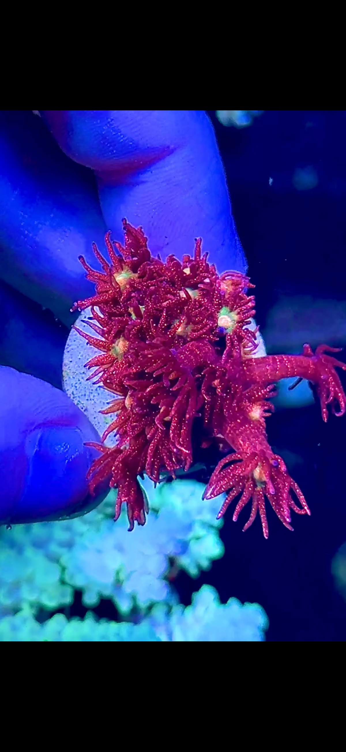 A Grade Red Glitter (1)