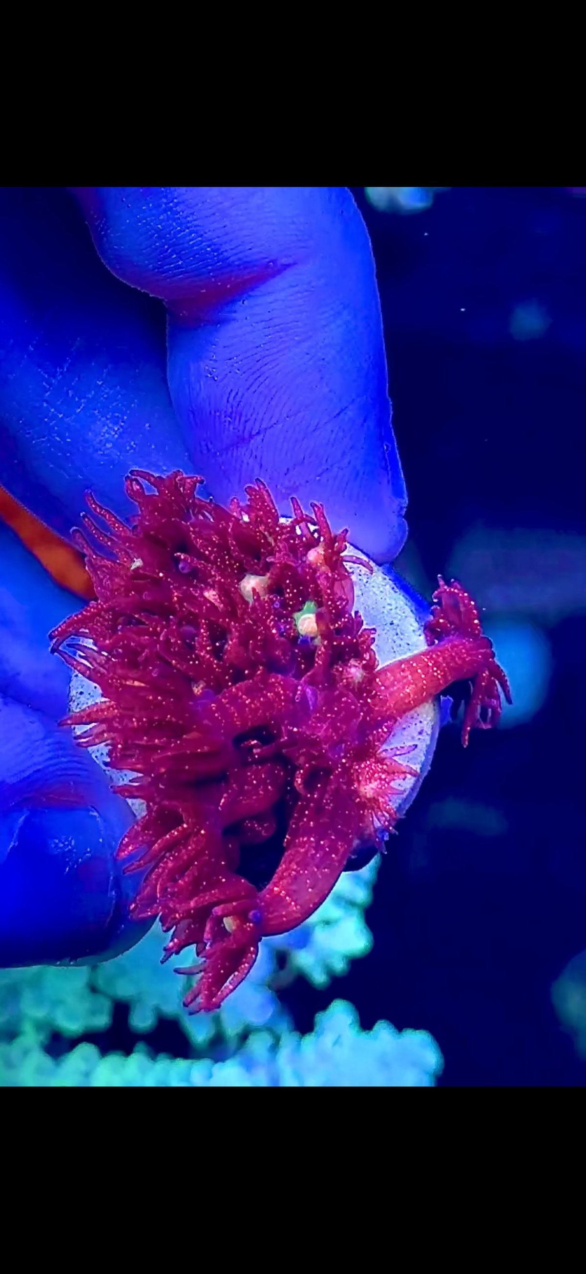 A Grade Red Glitter (2)
