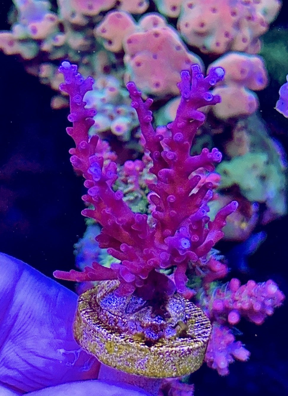 Red Dragon (3)