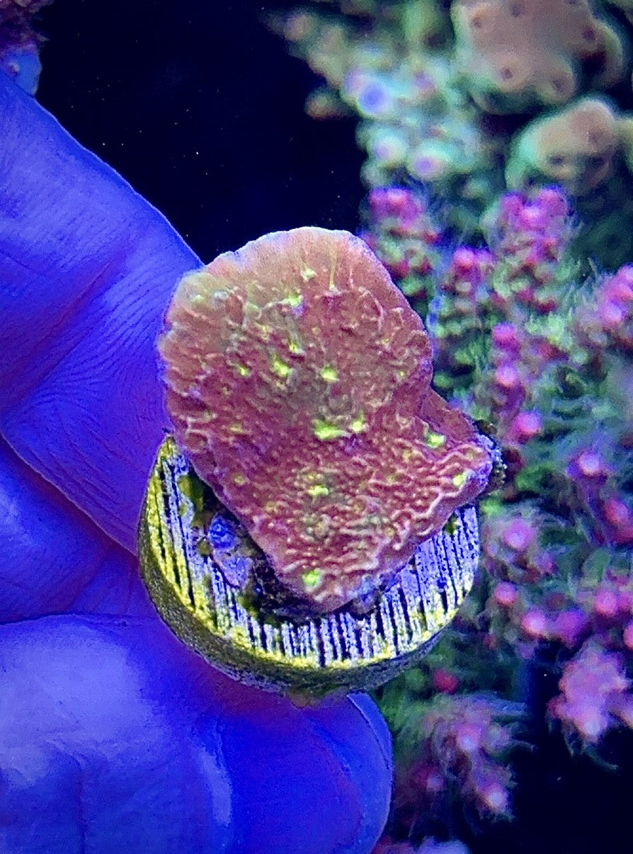 Sunfire Monti Cap (3)
