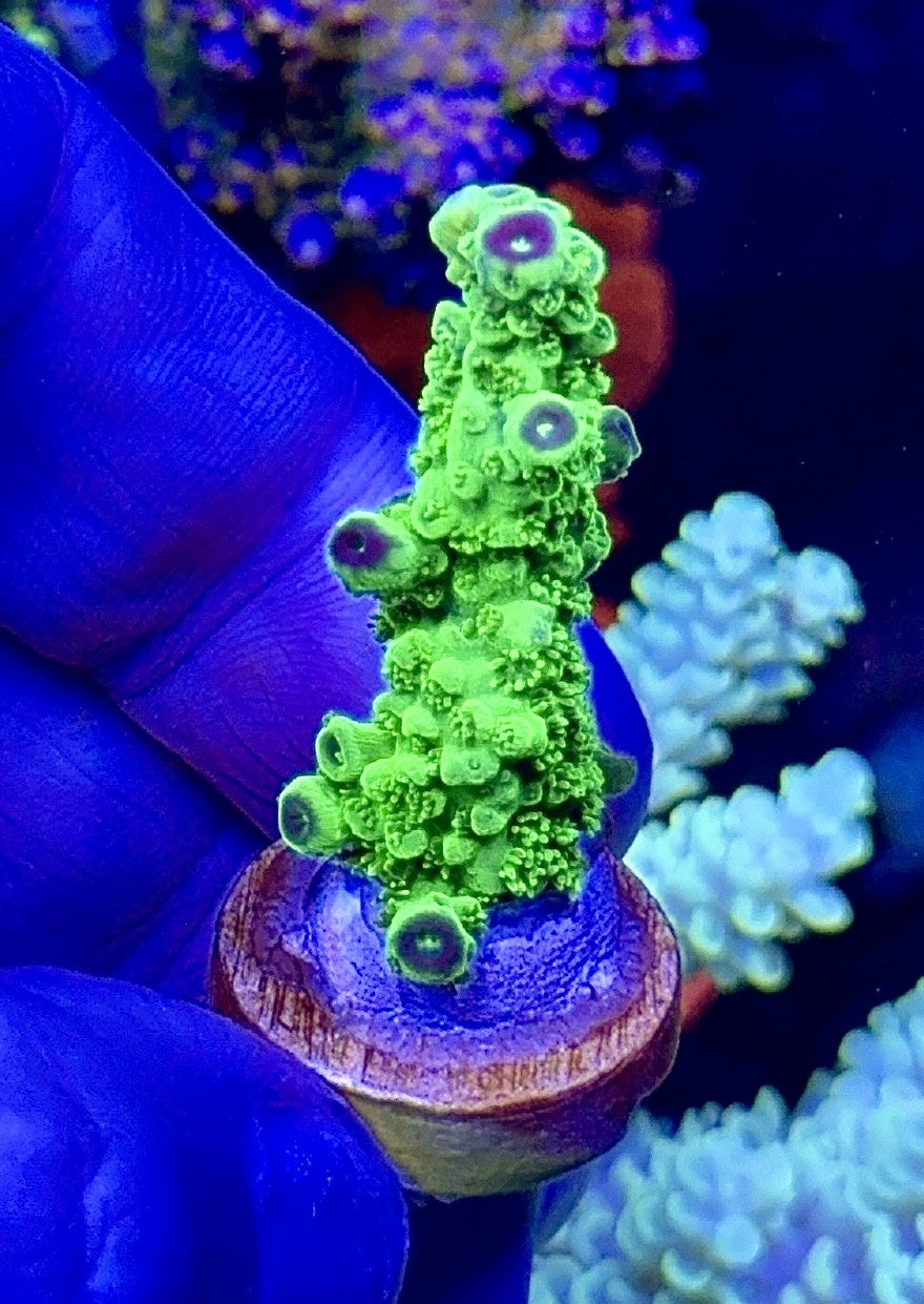 Bali Slimer (1)