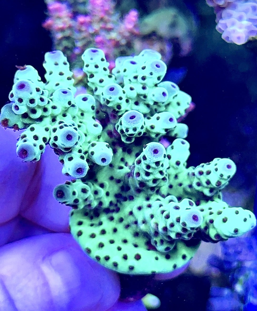 SPS Frag (1)
