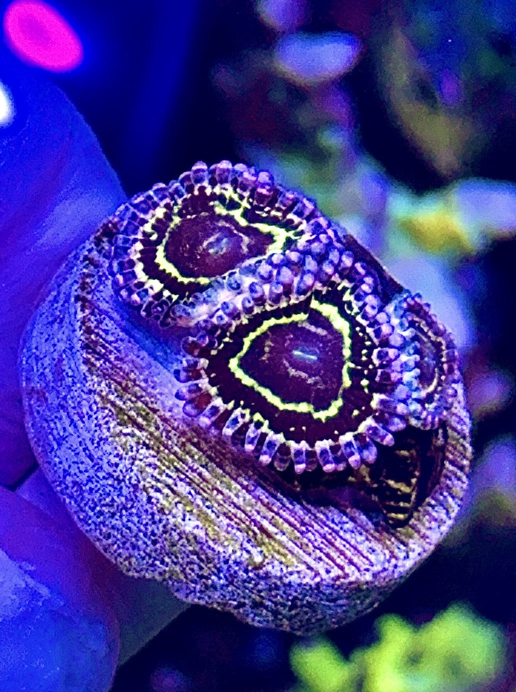 Stratosphere - 3 Polyps