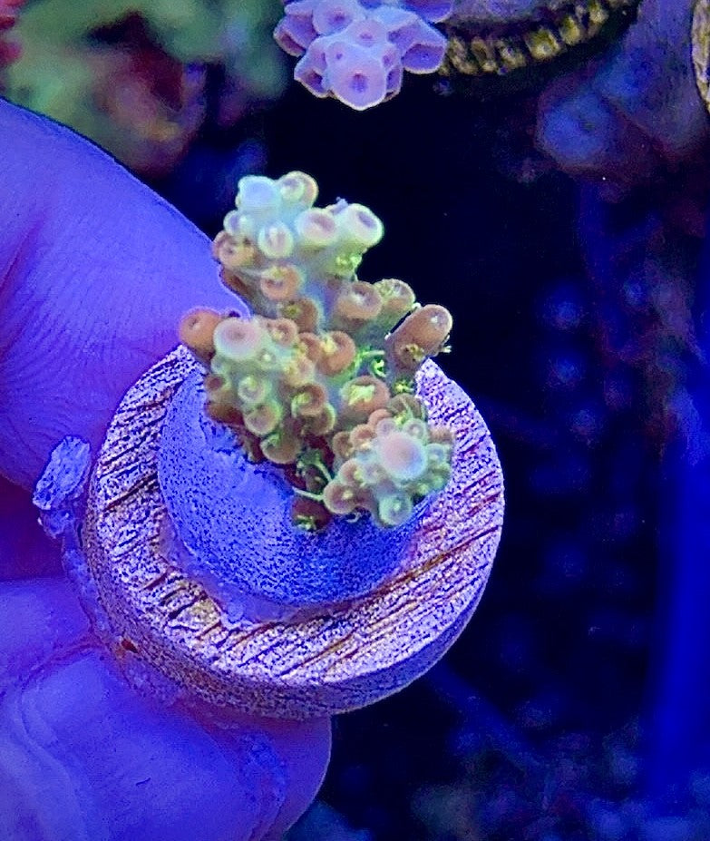 Tangerine Dream (3)