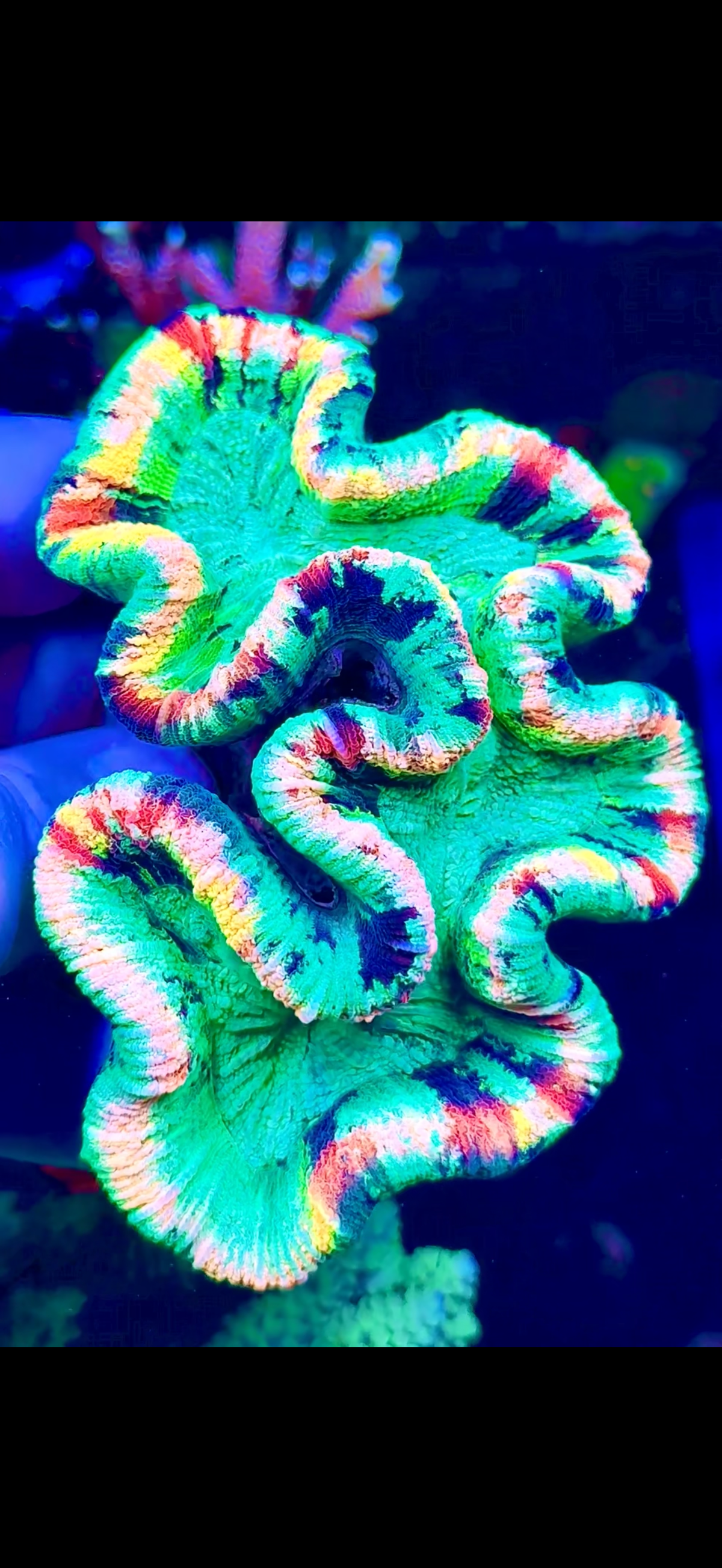 Rainbow Trachy (1)