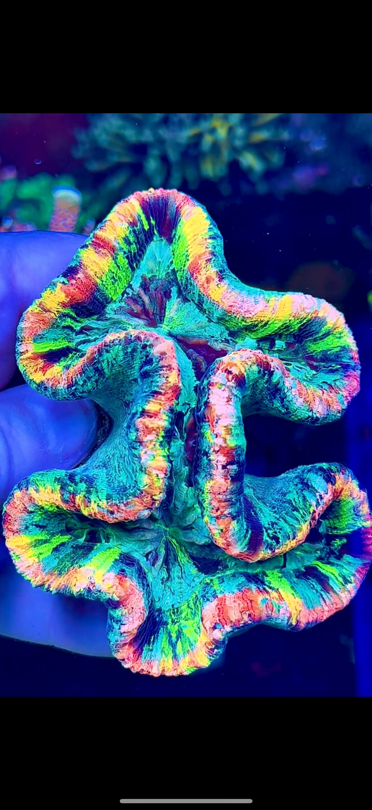 Ultra A Grade Rainbow Trachy  (1)