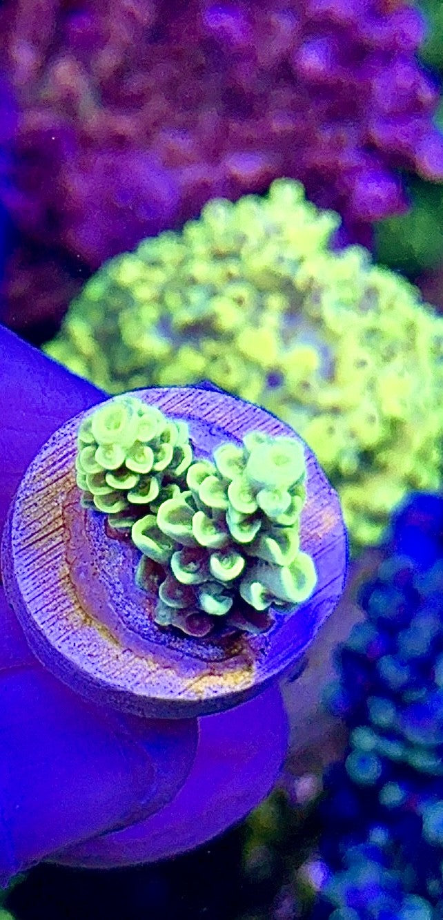 Yellow Tenuis (1)