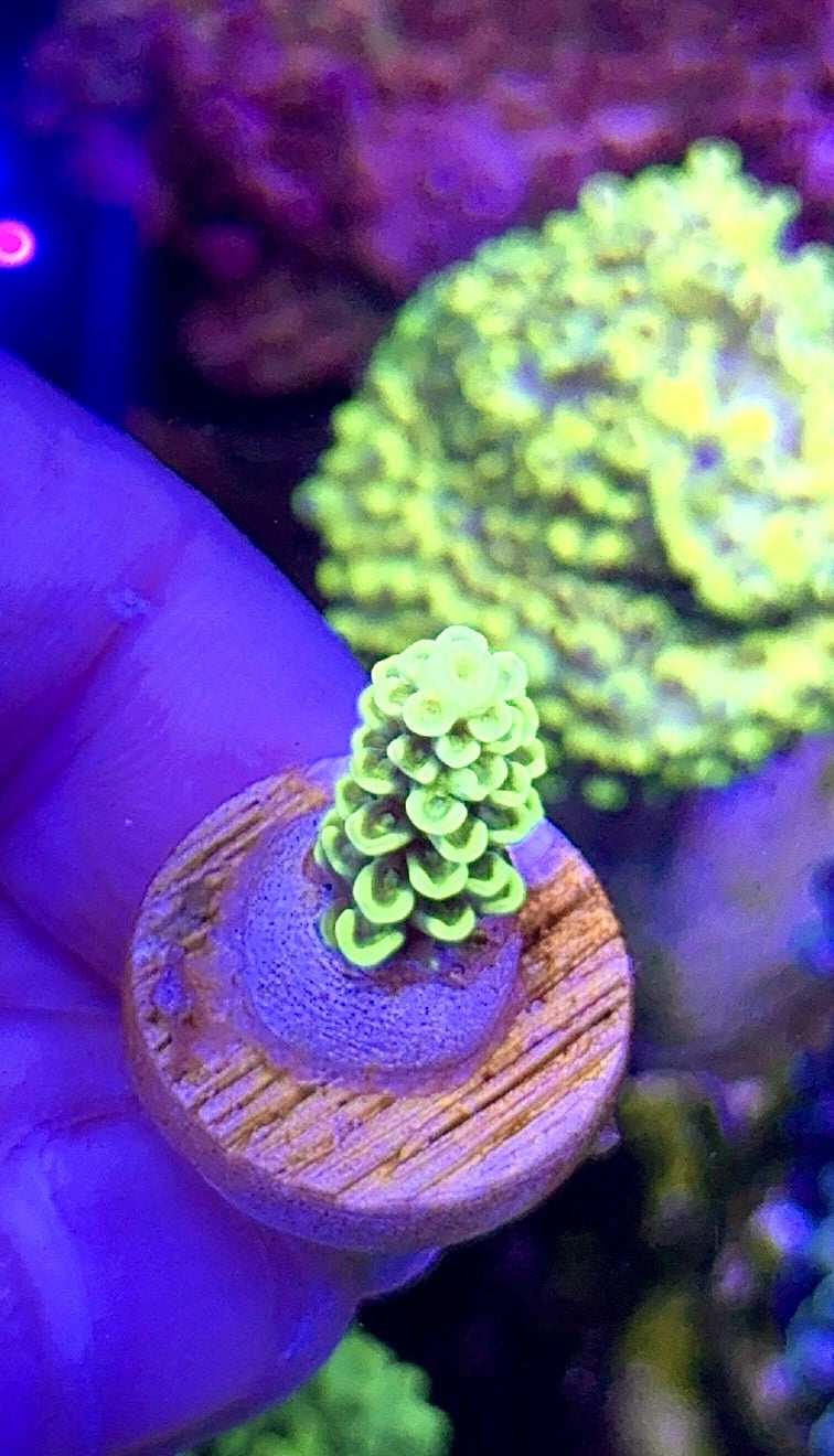 Yellow Tenuis (2)