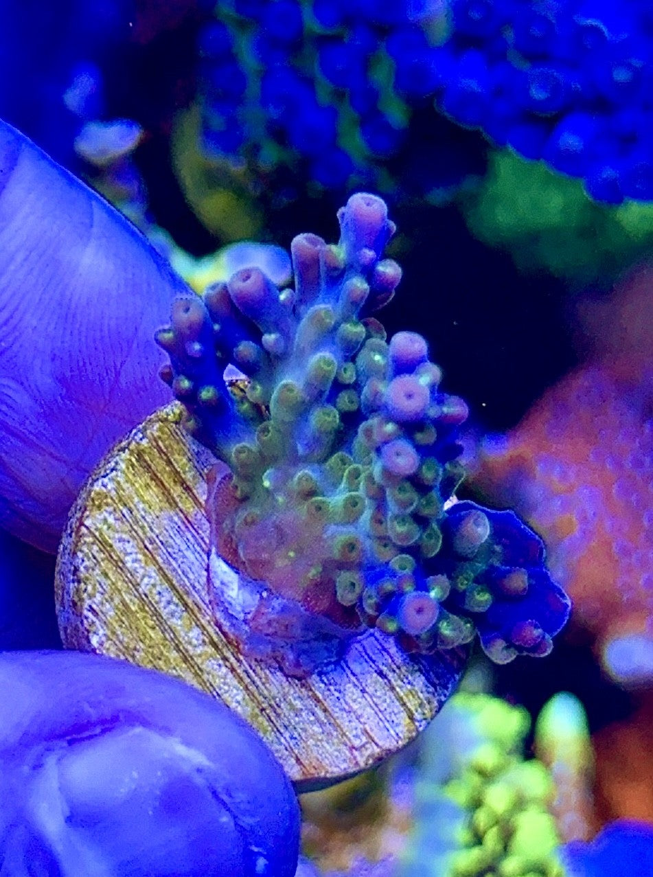 EC Peacock (1)
