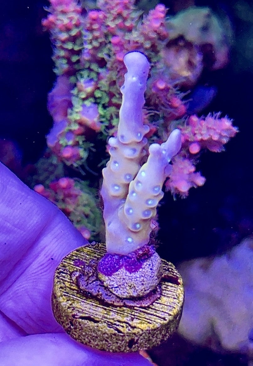 Tropicana (2)